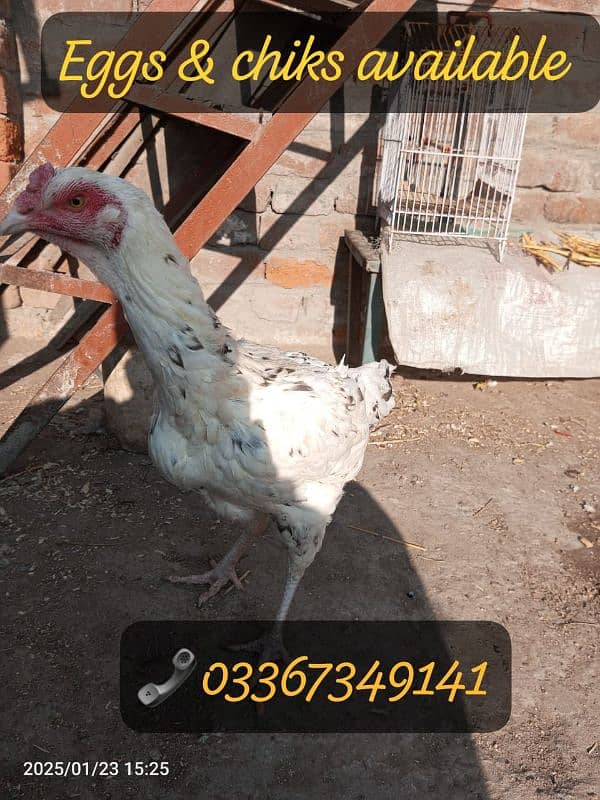 Heera + Miawali Aseel ka Fresh & fertile eggs & Chiks available 4