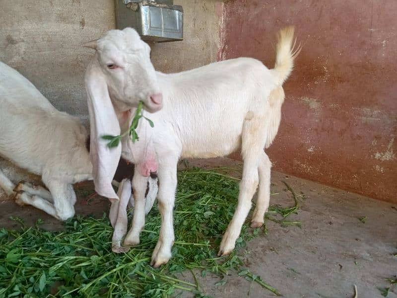 selling gulabi + kamori  goat 2