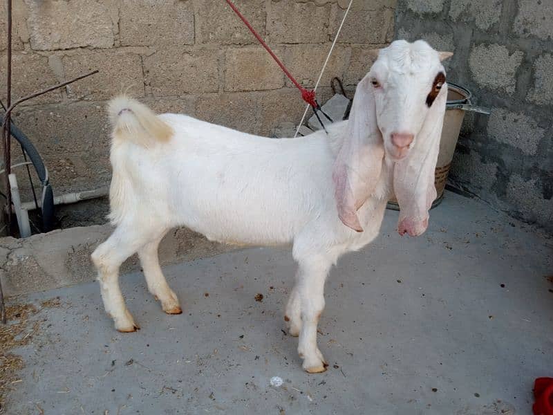 selling gulabi + kamori  goat 3