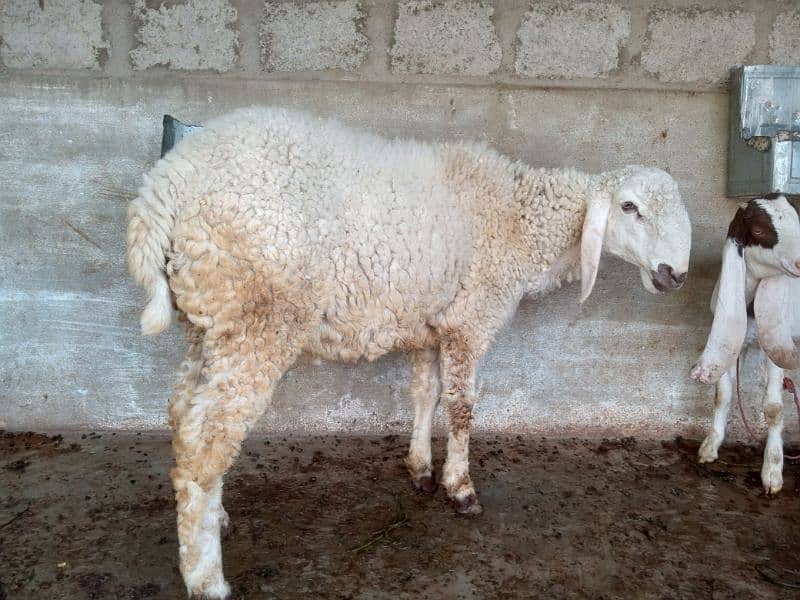 selling sheep healthy and active 4