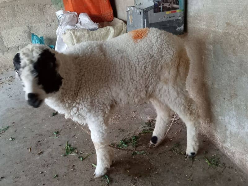 selling sheep healthy and active 5