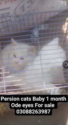 persion cats for sale baby female 1 month age