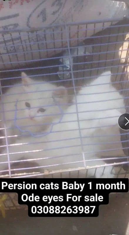 persion cats for sale baby female 1 month age 0