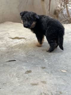 german shepherd female long coat