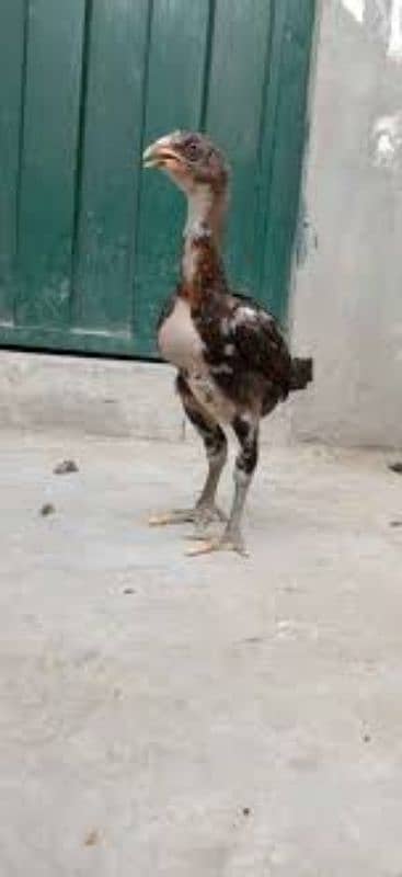 Aseel Chicks Available 4