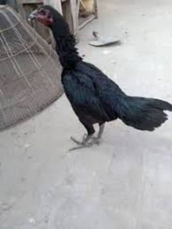 Aseel Chicks Available 6