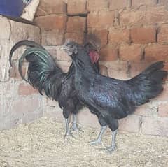 Ayam Cemani Pair