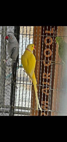 YeLLoW RiNgneck Breeder pair 0