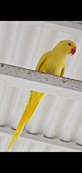 YeLLoW RiNgneck Breeder pair 1