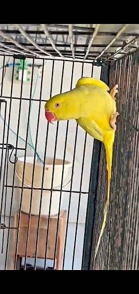 YeLLoW RiNgneck Breeder pair 2