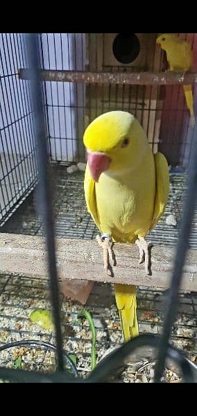 YeLLoW RiNgneck Breeder pair 3