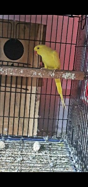 YeLLoW RiNgneck Breeder pair 4