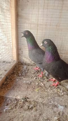 breeder pair for sale neela jora