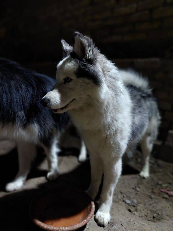 cute furry pup 7month 3