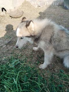 husky femail age 1year near to heat (03246729447)