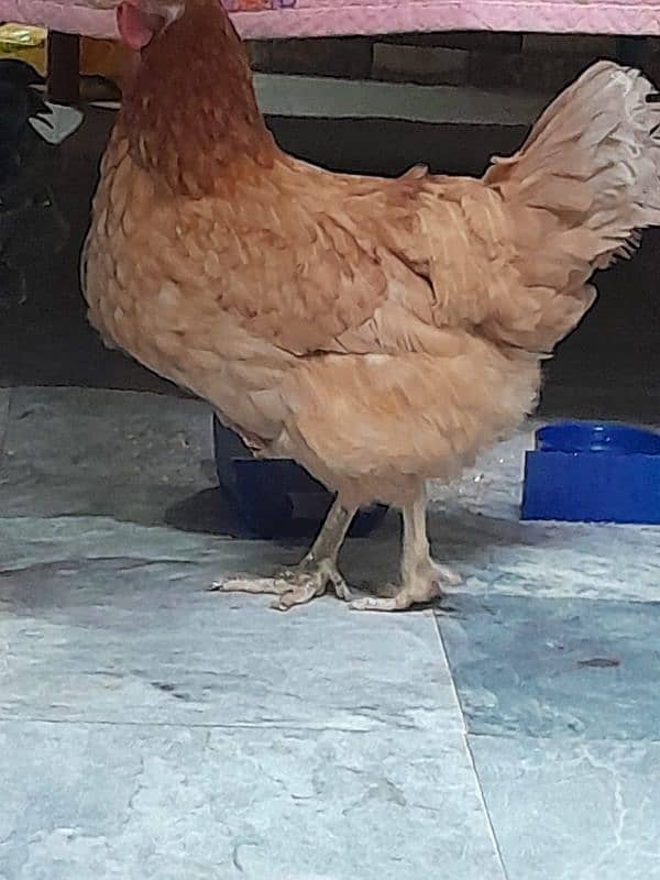 Desi Hens pair breader egg lying 0