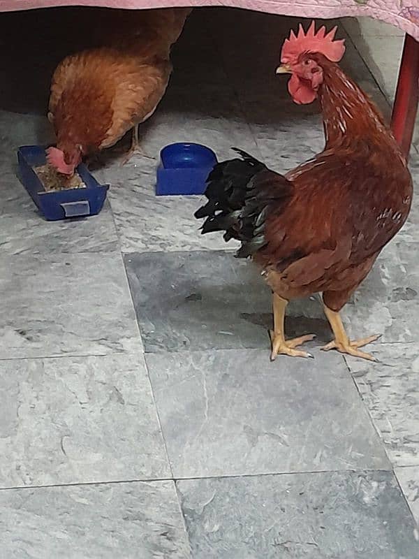 Desi Hens pair breader egg lying 1