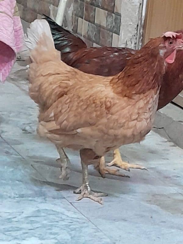 Desi Hens pair breader egg lying 2