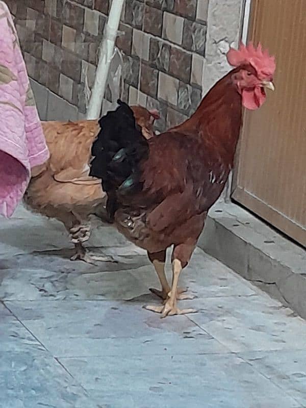 Desi Hens pair breader egg lying 3