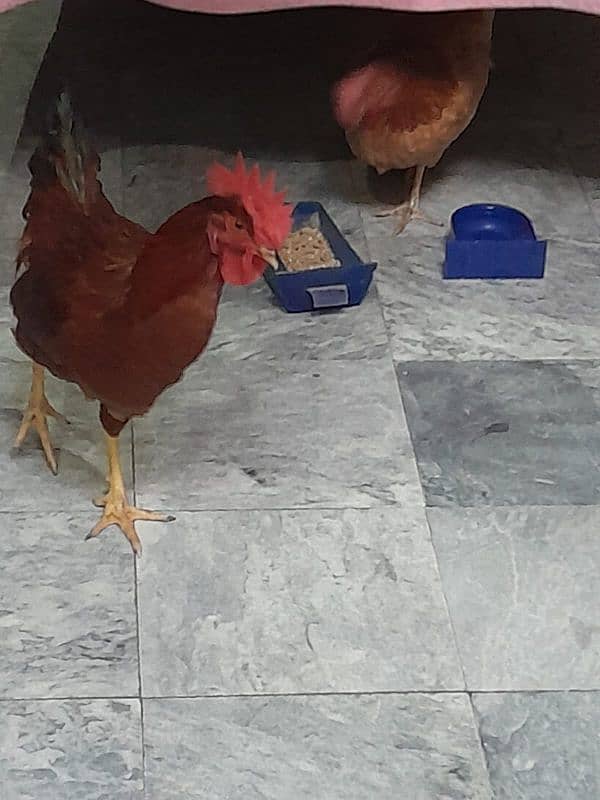 Desi Hens pair breader egg lying 4