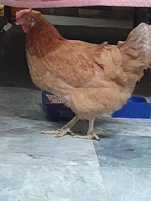 Desi Hens pair breader egg lying 5