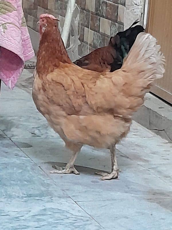 Desi Hens pair breader egg lying 6