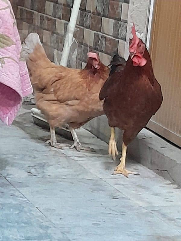 Desi Hens pair breader egg lying 7