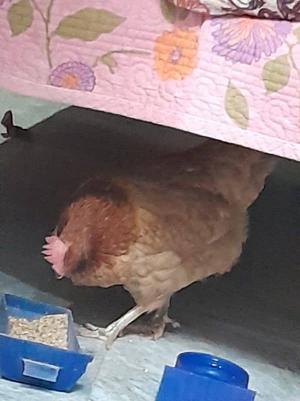 Desi Hens pair breader egg lying 8