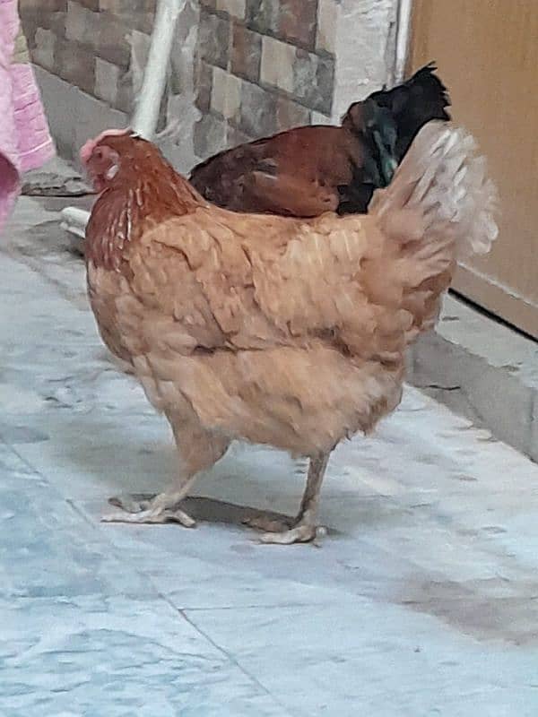 Desi Hens pair breader egg lying 11