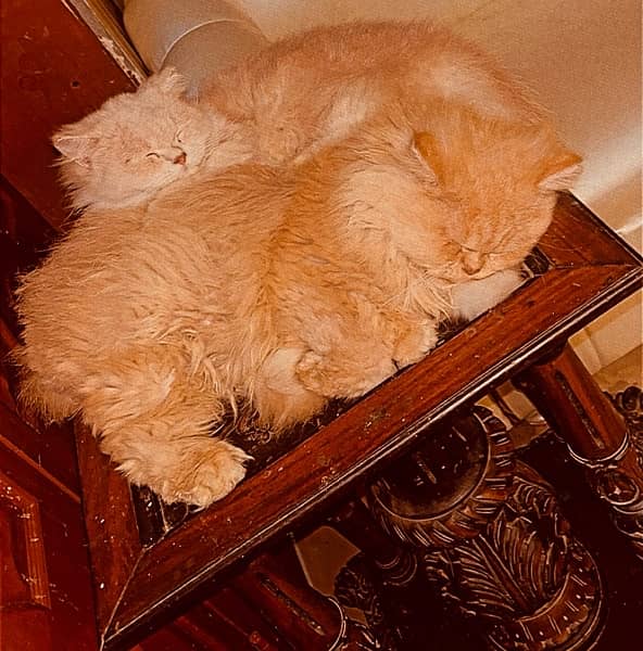 Punch face Persian cats Pair 5