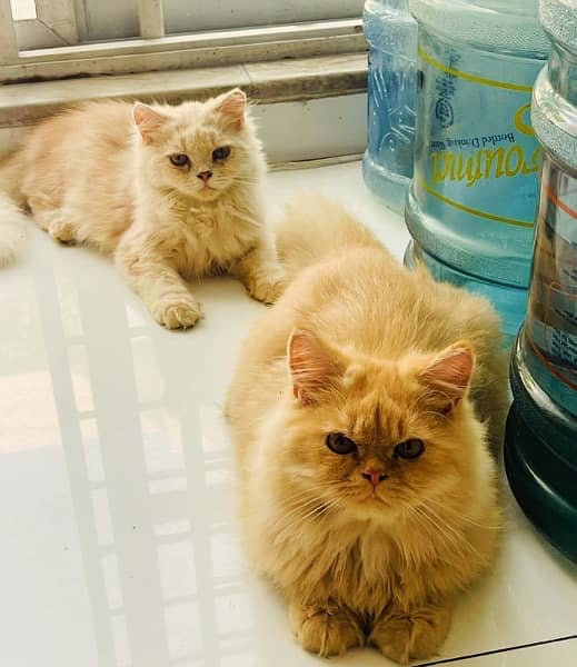 Punch face Persian cats Pair 15