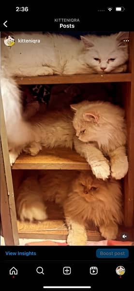 Punch face Persian cats Pair 19