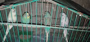 home breed k 2 pairs hain spangle or pide full active r ready to breed