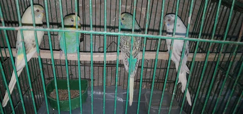 home breed k 2 pairs hain spangle or pide full active r ready to breed 1