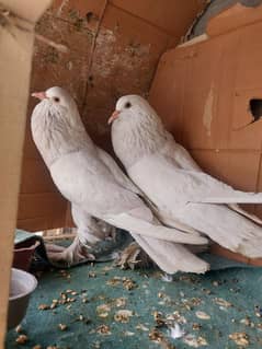 pomorian ka breeder pair hai