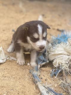 HUSKY PUPPIES