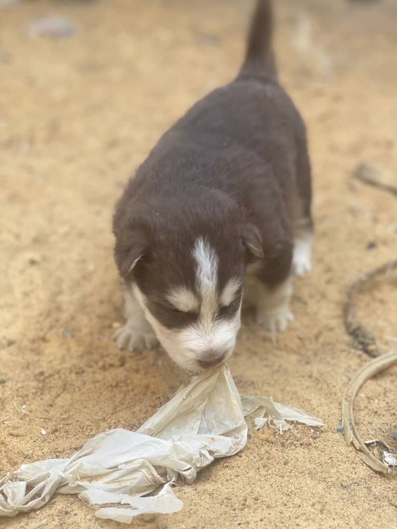 HUSKY PUPPIES 10