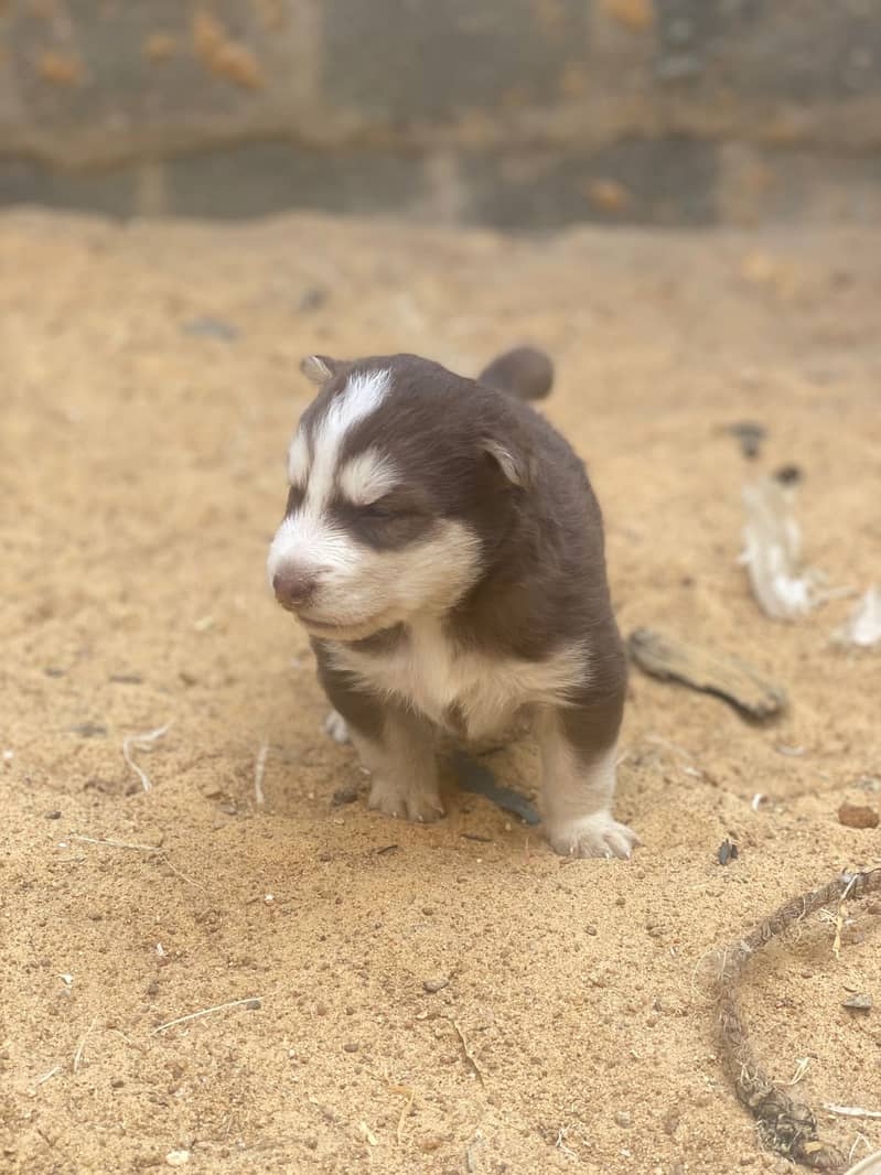 HUSKY PUPPIES 12