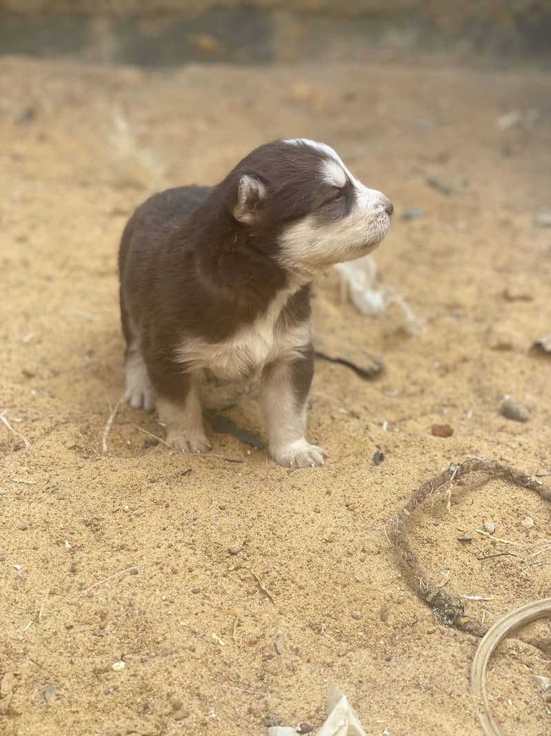 HUSKY PUPPIES 15