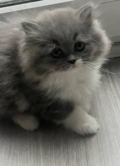 persian 2 kitten