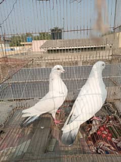 Outclass pigeons available on WhatsApp 03014151959