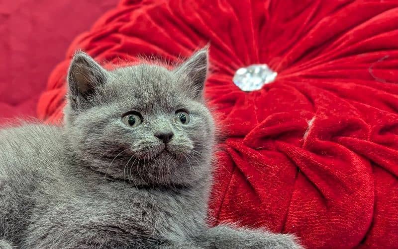 British Shorthair Female kitten 0