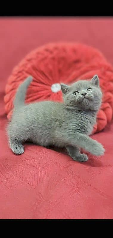 British Shorthair Female kitten 1