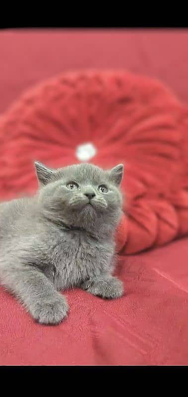 British Shorthair Female kitten 2