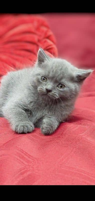 British Shorthair Female kitten 3