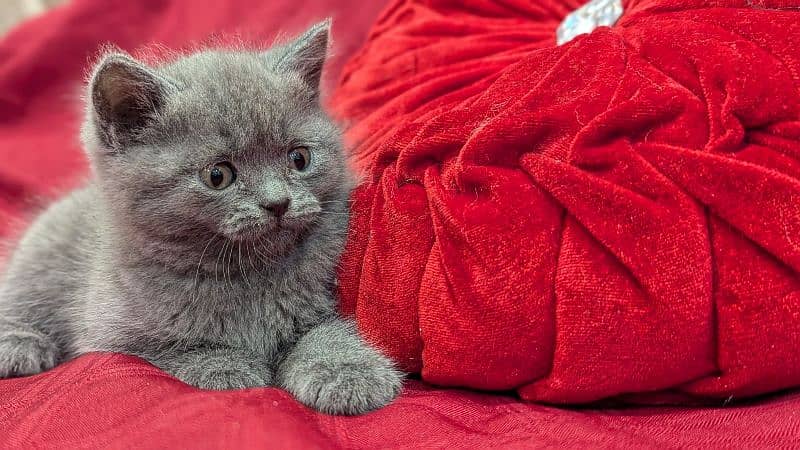 British Shorthair Female kitten 4