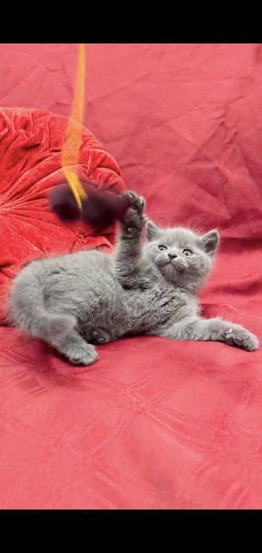 British Shorthair Female kitten 5