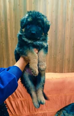 03074736520 German shepherd long coat puppies