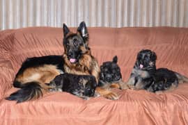 03074736520 German shepherd long coat puppies