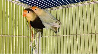 breeder pair with eggs and first breed birds